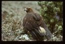 Golden Eagle in Falling Snow
